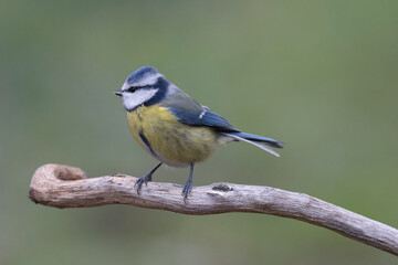 Blaumeise (Cyanistes caeruleu)