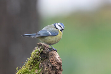 Blaumeise (Cyanistes caeruleu)