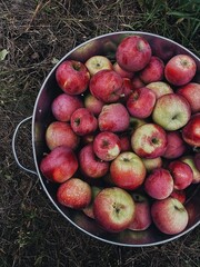red apples in a bowl