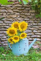 Bunch of yellow sunflowers in old blue watering can in front of the stone wall, vertical picture