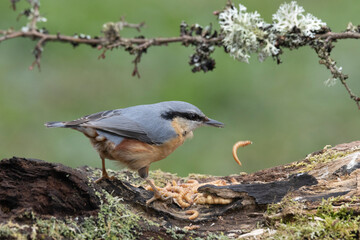 Kleiber (Sitta europaea)