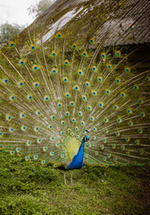 Obraz premium in a mini animal zoo, the peacock bird spreads its colorful and bright tail