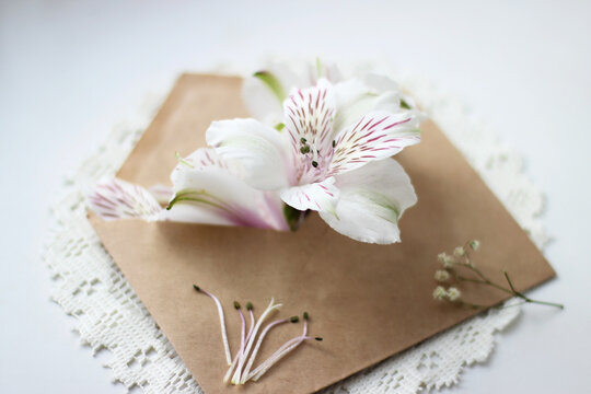 Craft envelope with white and pink Peruvian Lily flowers inside. Flat lay, top view. High quality romantic photo.