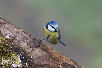 Blaumeise (Cyanistes caeruleu)