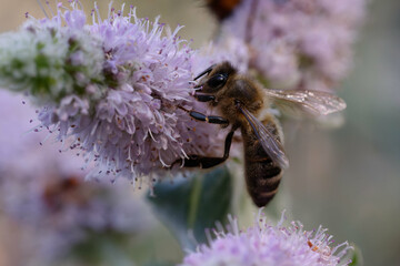 Western honey bee or European honey bee (Apis mellifera) foraging a flower