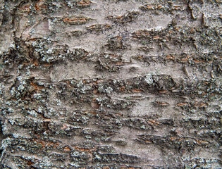 The texture of the bark of an old cherry.