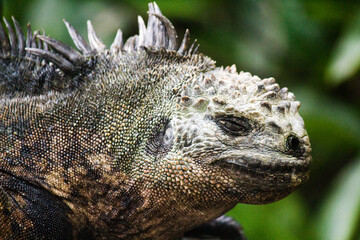 Close-up of Galapagos Iguana sunbathing