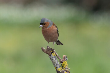 Buchfink (Fringilla coelebs)