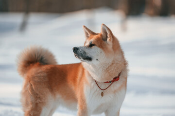 Close up portrait. Akita inu dog is outdoors in the park at winter time