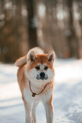 Close up portrait. Akita inu dog is outdoors in the park at winter time