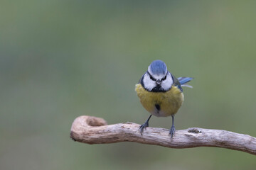 Blaumeise (Cyanistes caeruleu)