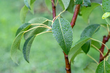 Green pear leaves with raindrops in the garden on a tree