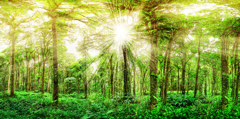 Fototapeta na wymiar marvelous fern rain forest, trunks and ferns, tropical plants in bright light and sun rays, panoramic view