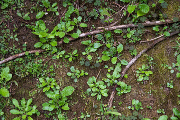 Fototapeta premium 地表の細い木の根と緑の植物