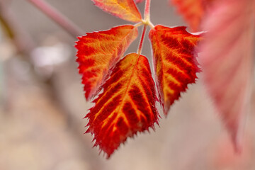 Red autumn leaves on blackberry bushes on a blurred background. Autumn background