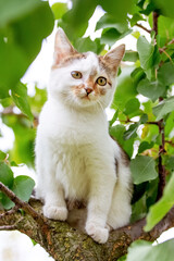 Naklejka na ściany i meble Small cute white kitten on a tree among green leaves in summer
