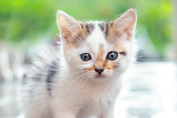 Naklejka na ściany i meble Cute little kitten in the garden on a blurred background