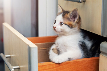 A small pretty kitten sits in the kitchen in a drawer and looks up intently. Interesting and funny cats