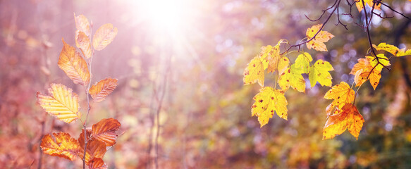 Autumn background with dry leaves on trees on a sunny day
