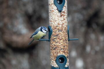 Blaumeise (Cyanistes caeruleu)
