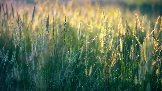 grass and dew at dawn in spring
