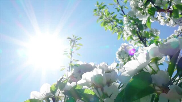 Blooming apple tree against blue sky. Sun rays go through apple flowers and leaves. Turning panoramic view. Morning sunlight. Beautiful spring background. Slow motion.
