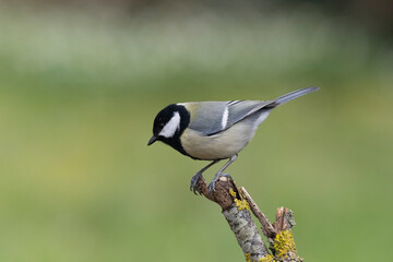 Kohlmeise (Parus major)