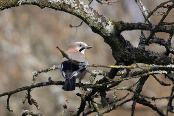 Eichelhäher (Garrulus glandarius)