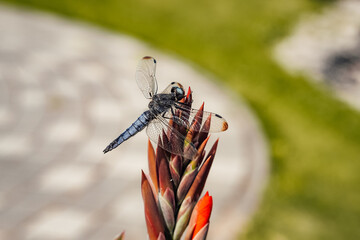 a blue dragonfly sits and a red flower in summer