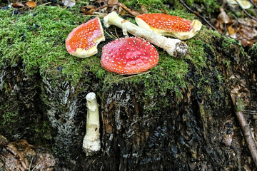 Parts of fly agaric laid on the green moss over the stump