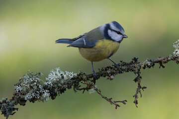 Blaumeise (Cyanistes caeruleu)  

