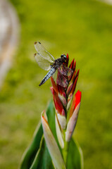 a blue dragonfly sits and a red flower in summer