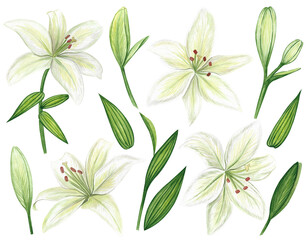 White lilies watercolor clipart set. Gentle white flowers isolated on white background. Clipart for greeting cards, wedding invitations, birthday cards, stationery.