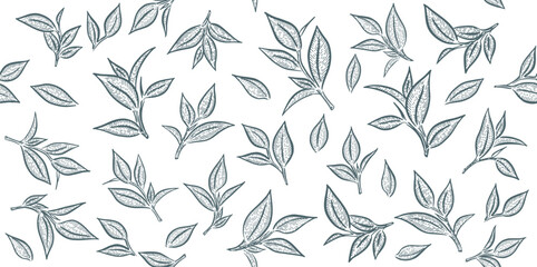 Fototapeta premium Green tea leaves. Hand drawn, vector. 