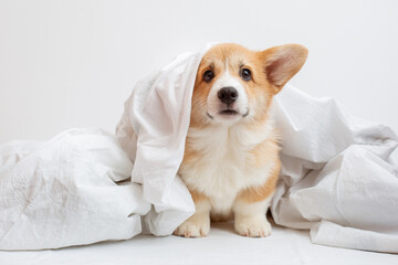 the Welsh corgi puppy lies in the bedroom on the bed covered with a blanket on a white sheet