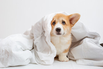 the Welsh corgi puppy lies in the bedroom on the bed covered with a blanket on a white sheet