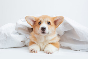 the Welsh corgi puppy lies in the bedroom on the bed covered with a blanket on a white sheet
