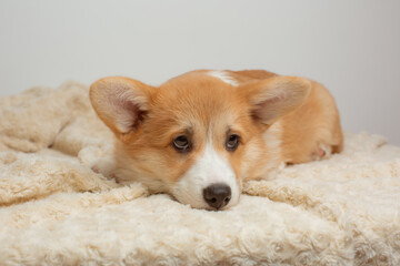 the Welsh corgi puppy lies in the bedroom on the bed covered with a blanket on a white sheet