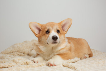 the Welsh corgi puppy lies in the bedroom on the bed covered with a blanket on a white sheet