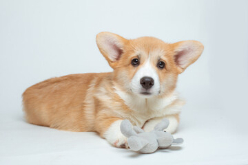 a Welsh corgi puppy plays with a soft toy on a white background