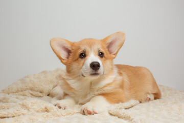 a Welsh corgi puppy lies on a blanket on a white background