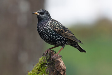 Star (Sturnus vulgaris)