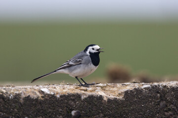 Bachstelze (Motacilla alba)
