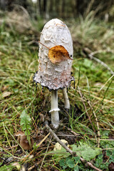 Single white mushroom with yellow brown leaf sticked on head