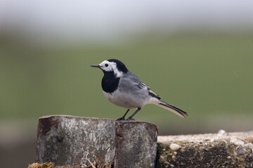 Bachstelze (Motacilla alba)