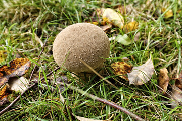 Ball shaped mushroom in the forest land