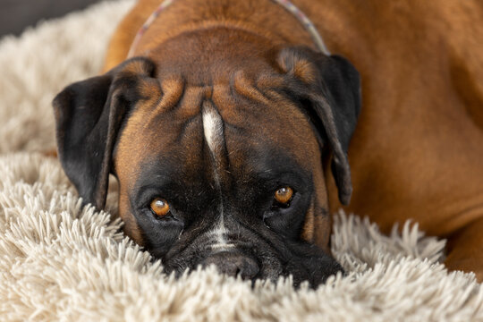 Mirada de perro Boxer tumbado en su manta