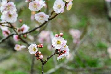 春うらら仙台の梅の共演
