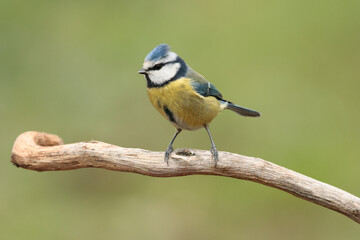 Blaumeise (Cyanistes caeruleu)