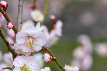春うらら仙台の梅の共演
